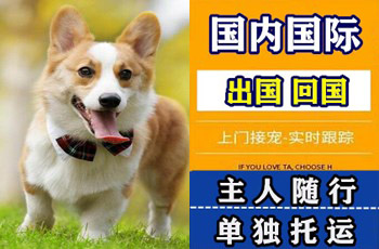 西城区宠物托运公司西城区宠物托运公司西城区宠物托运公司