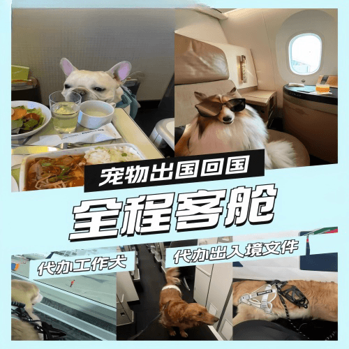 西城区宠物托运到白俄罗斯宠物入境规定和要求